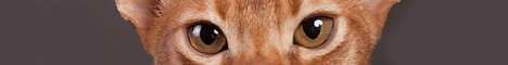 BANAFRIT-питомник абиссинских кошек